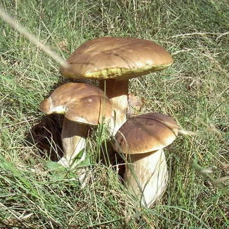 Dependance Ferienhaeuser Am Kastavensee 別荘 リヘン