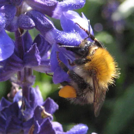 別荘 Dependance Ferienhaeuser Am Kastavensee リヘン