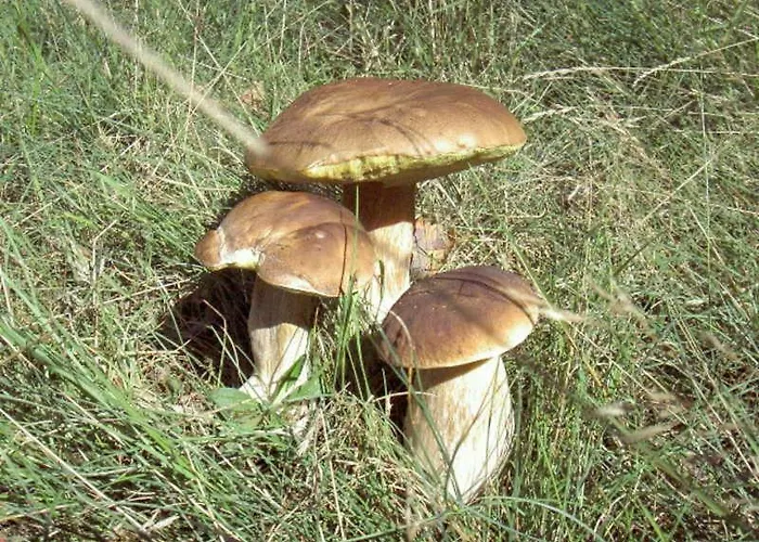 Dependance Ferienhaeuser Am Kastavensee Tatil Evi Lychen