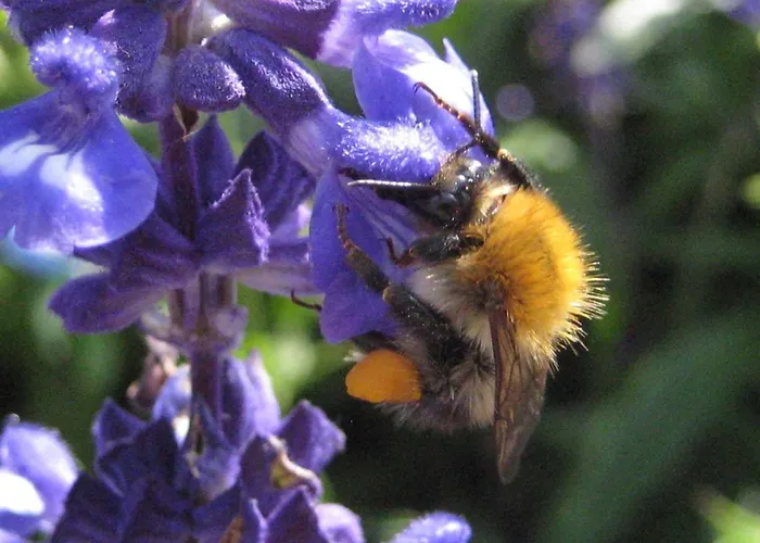 Tatil Evi Dependance Ferienhaeuser Am Kastavensee Lychen